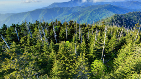 Guangxi Damingshan Waldbrand-Überwachungsprojekt